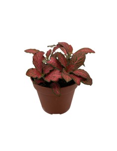 FITTONIA VERSCHAFFELTII 'FOREST FLAME' V 8.5