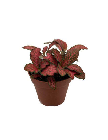 FITTONIA VERSCHAFFELTII 'FOREST FLAME' V 8.5