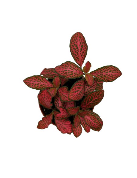 FITTONIA VERSCHAFFELTII 'FOREST FLAME' V 8.5