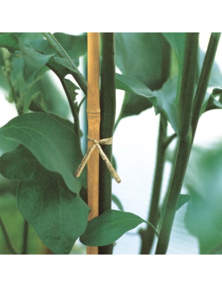 CANNA BAMBOO CONFEZIONE DA 3 PEZZI ALTEZZA 150 CM