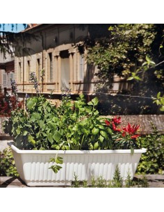 ORTOVASO PER COLTIVAZIONE IN TERRAZZO DI PIANTE 2