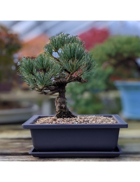 SOTTOVASO RETTANGOLARE PER BONSAI 19CENTIMETRI