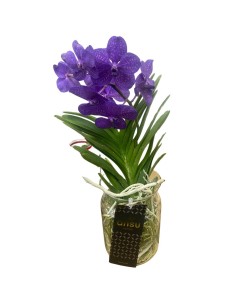 ORCHIDEA VANDA COLORE VIOLA IN VASO DI VETRO