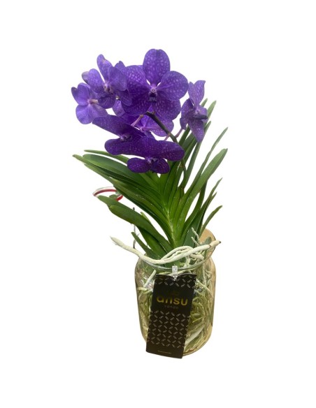 ORCHIDEA VANDA COLORE VIOLA IN VASO DI VETRO