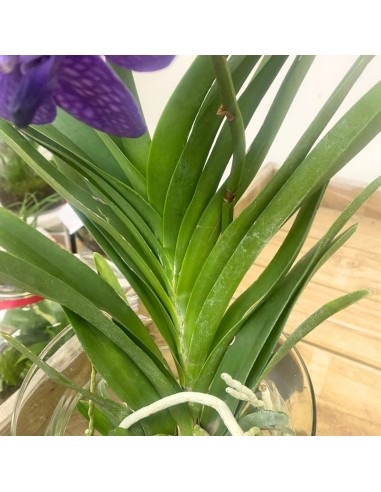 ORCHIDEA VANDA COLORE VIOLA IN VASO DI VETRO