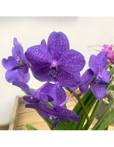ORCHIDEA VANDA COLORE VIOLA IN VASO DI VETRO