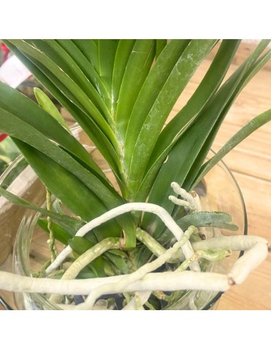 ORCHIDEA VANDA COLORE VIOLA IN VASO DI VETRO