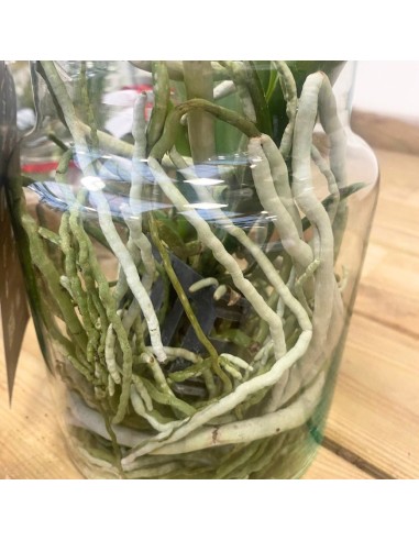 ORCHIDEA VANDA COLORE VIOLA IN VASO DI VETRO