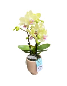 PHALAENOPSIS MULTIFLORA VASO 7CM-DIVERSI COLORI