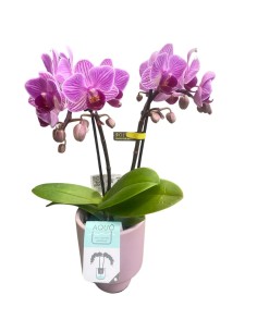 PHALAENOPSIS MULTIFLORA VASO 7CM-DIVERSI COLORI 2