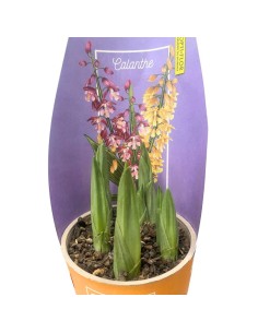ORCHIDEE DA GIARDINO CALANTHE VASO 12CM