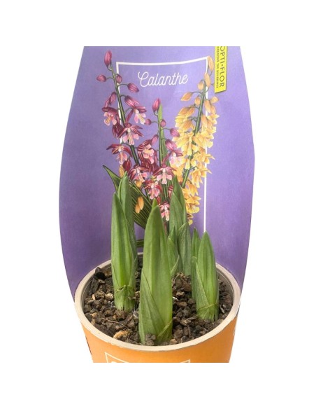 ORCHIDEE DA GIARDINO CALANTHE VASO 12CM