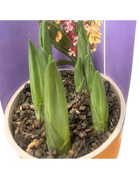 ORCHIDEE DA GIARDINO CALANTHE VASO 12CM
