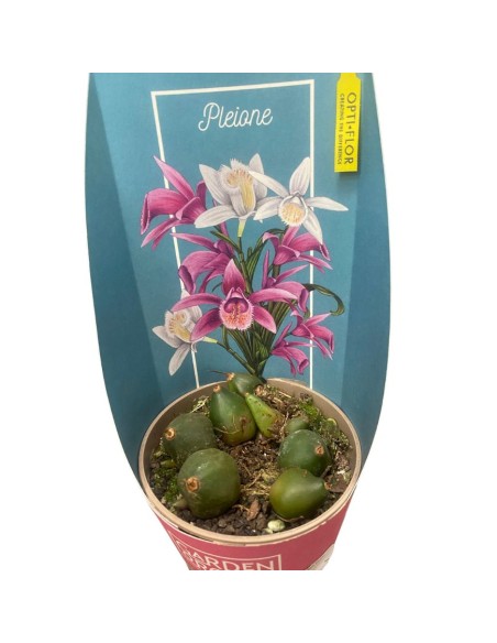 PLEIONE ORCHIDEA DA ESTERNO VASO 12CM