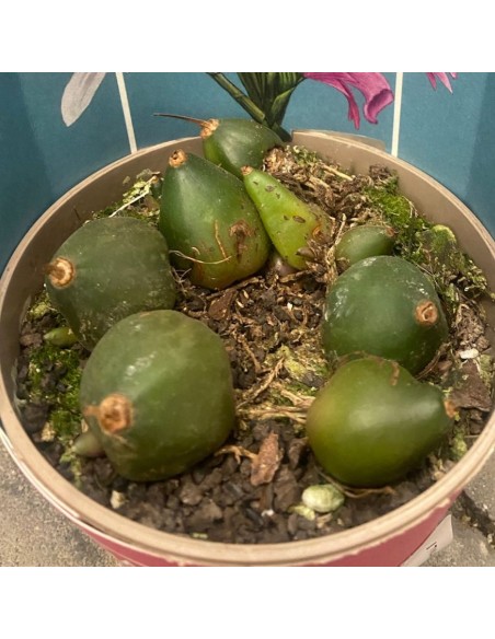 PLEIONE ORCHIDEA DA ESTERNO VASO 12CM