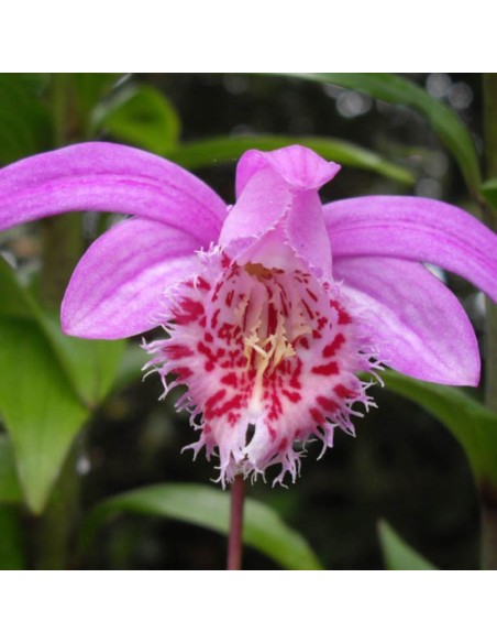 PLEIONE ORCHIDEA DA ESTERNO VASO 12CM