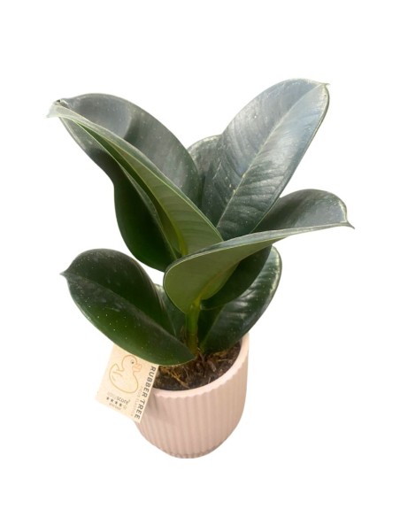 FICUS ELASTICA IN VASO 10 CM - COMPRESA DI VASO