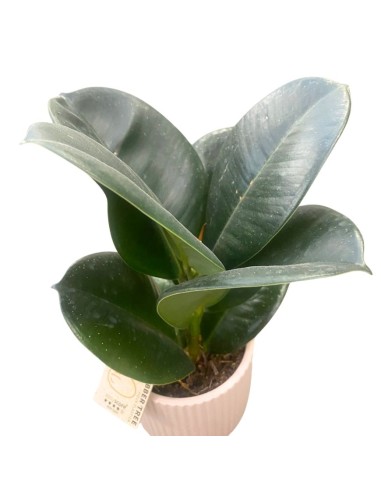 FICUS ELASTICA IN VASO 10 CM - COMPRESA DI VASO
