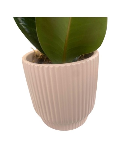 FICUS ELASTICA IN VASO 10 CM - COMPRESA DI VASO