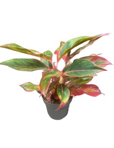 AGLAONEMA JUNGLE RED - VASO CENTIMETRI