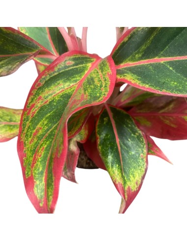 AGLAONEMA JUNGLE RED - VASO CENTIMETRI