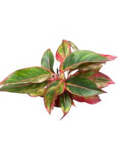 AGLAONEMA JUNGLE RED - VASO CENTIMETRI 2