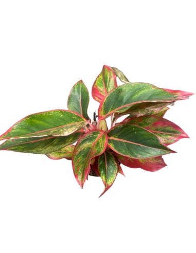 AGLAONEMA JUNGLE RED - VASO CENTIMETRI