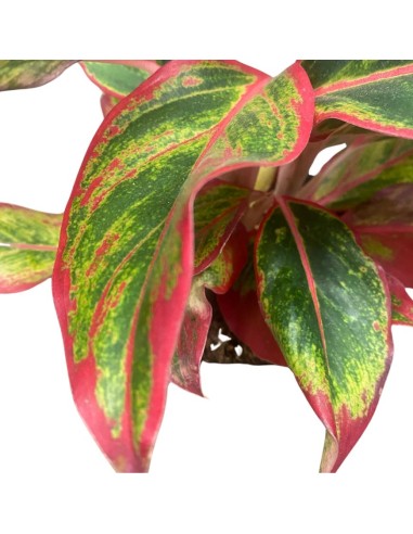 AGLAONEMA JUNGLE RED - VASO CENTIMETRI