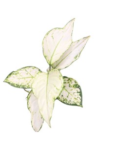 AGLAONEMA WHITE JOY V 12 ALTEZZA 035