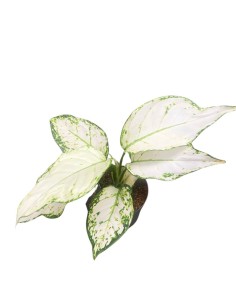 AGLAONEMA WHITE JOY V 12 ALTEZZA 035 2