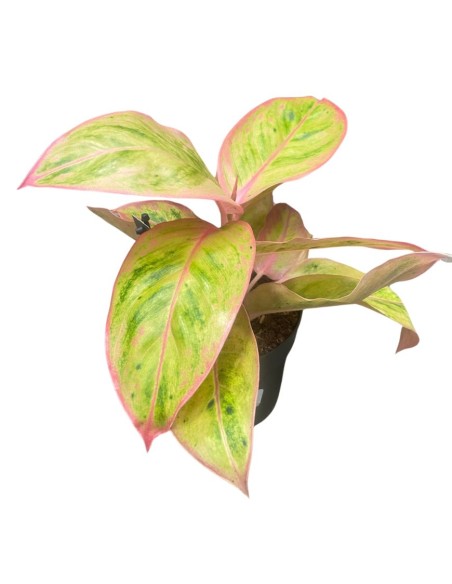 AGLAONEMA CHERRY VASO 12 ALTEZZA 35