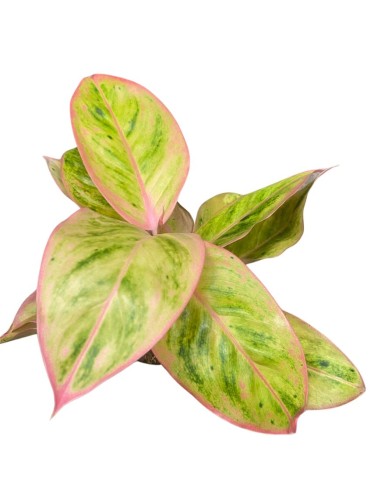 AGLAONEMA CHERRY VASO 12 ALTEZZA 35