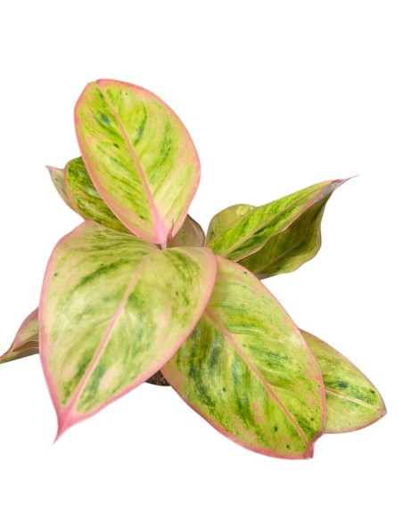 AGLAONEMA CHERRY VASO 12 ALTEZZA 35