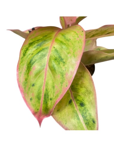 AGLAONEMA CHERRY VASO 12 ALTEZZA 35