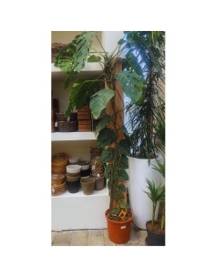 MONSTERA DUBIA (JUVENIEL) XXL - ALTEZZA 200CM V.34