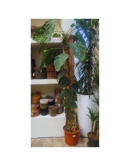 MONSTERA DUBIA (JUVENIEL) XXL - ALTEZZA 200CM V.34