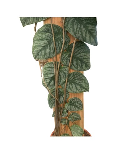 MONSTERA DUBIA (JUVENIEL) XXL - ALTEZZA 200CM V.34