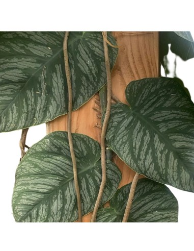 MONSTERA DUBIA (JUVENIEL) XXL - ALTEZZA 200CM V.34