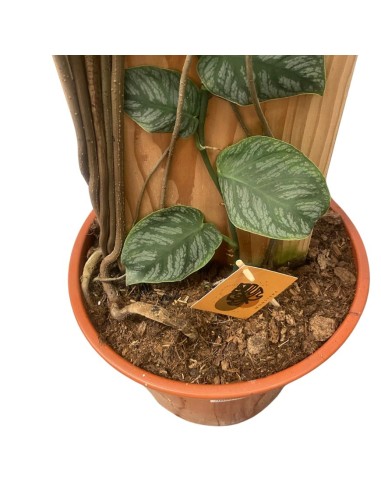 MONSTERA DUBIA (JUVENIEL) XXL - ALTEZZA 200CM V.34