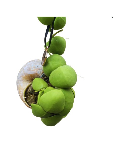 DISCHIDIA NUMMULARIA - 14 ALTEZZA