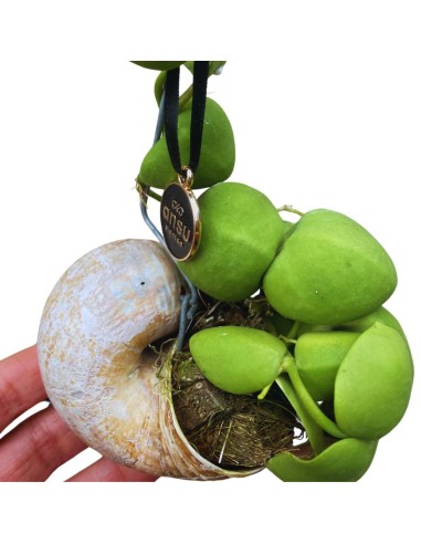 DISCHIDIA NUMMULARIA - 14 ALTEZZA