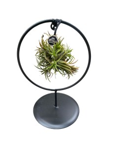 TILLANDSIA OVERIG - ALTEZZA 10