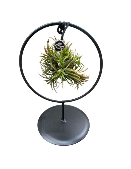 TILLANDSIA OVERIG - ALTEZZA 10