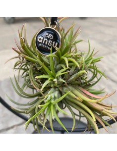 TILLANDSIA OVERIG - ALTEZZA 10 2