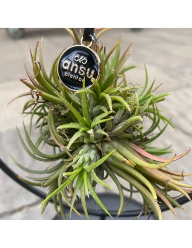 TILLANDSIA OVERIG - ALTEZZA 10