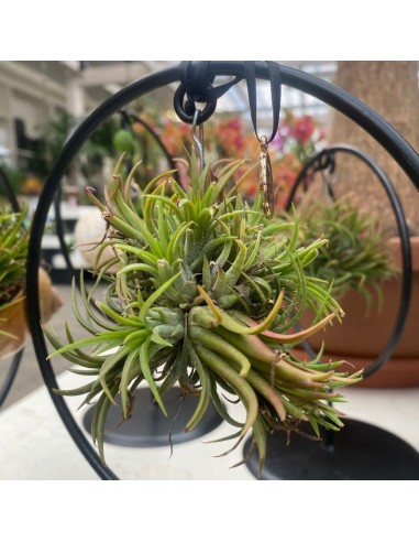 TILLANDSIA OVERIG - ALTEZZA 10
