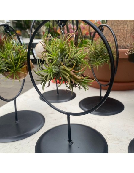 TILLANDSIA OVERIG - ALTEZZA 10