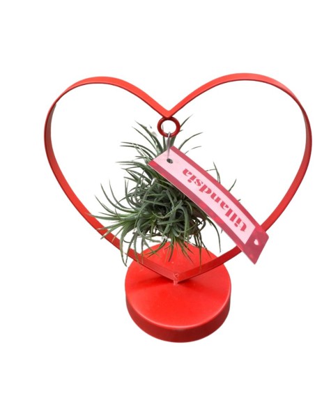 TILLANDSIA OVERIG - ALTEZZA 10,5 CM