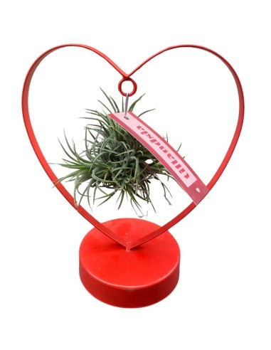 TILLANDSIA OVERIG - ALTEZZA 10,5 CM