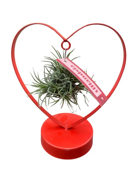 TILLANDSIA OVERIG - ALTEZZA 10,5 CM